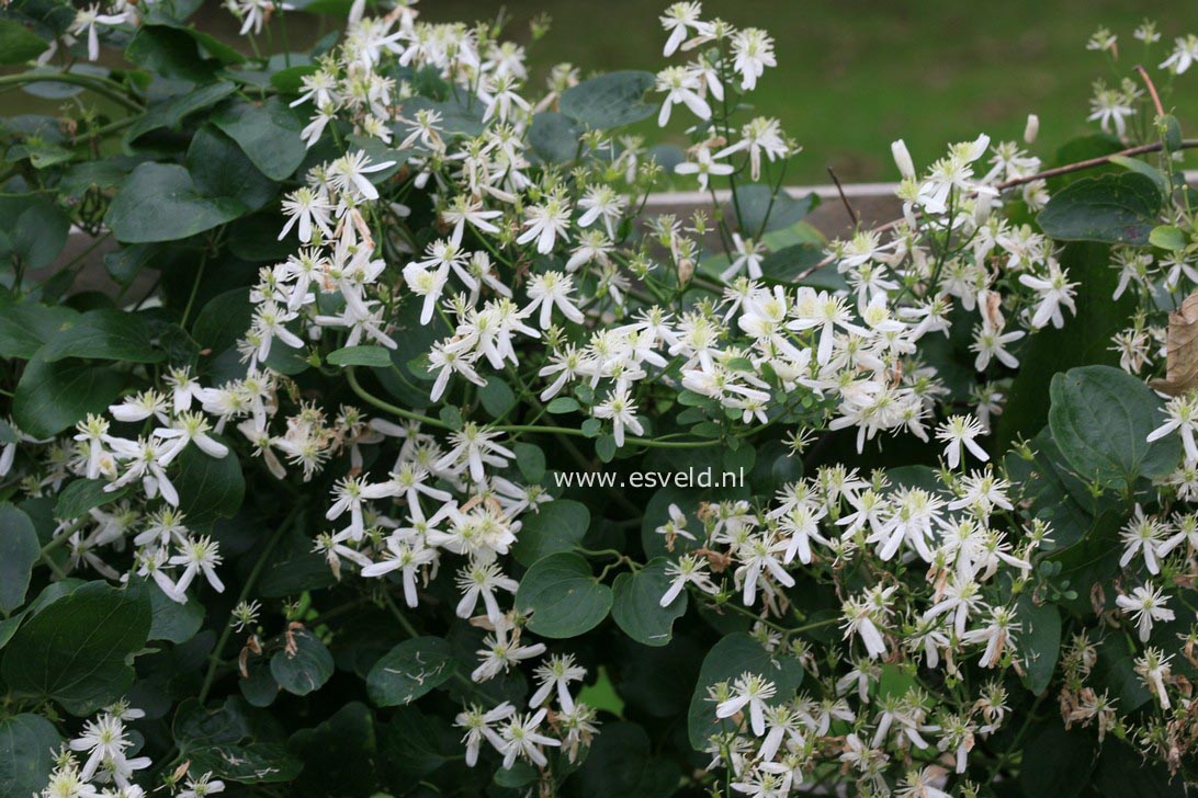 Clematis terniflora