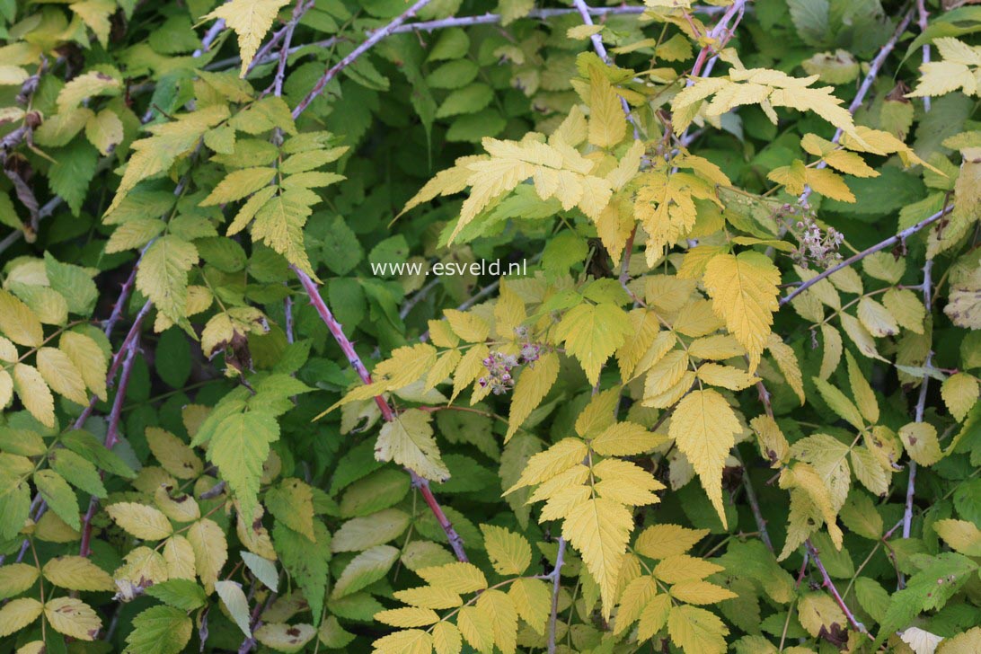 Rubus cockburnianus 'Wyego' (GOLDEN VALE)