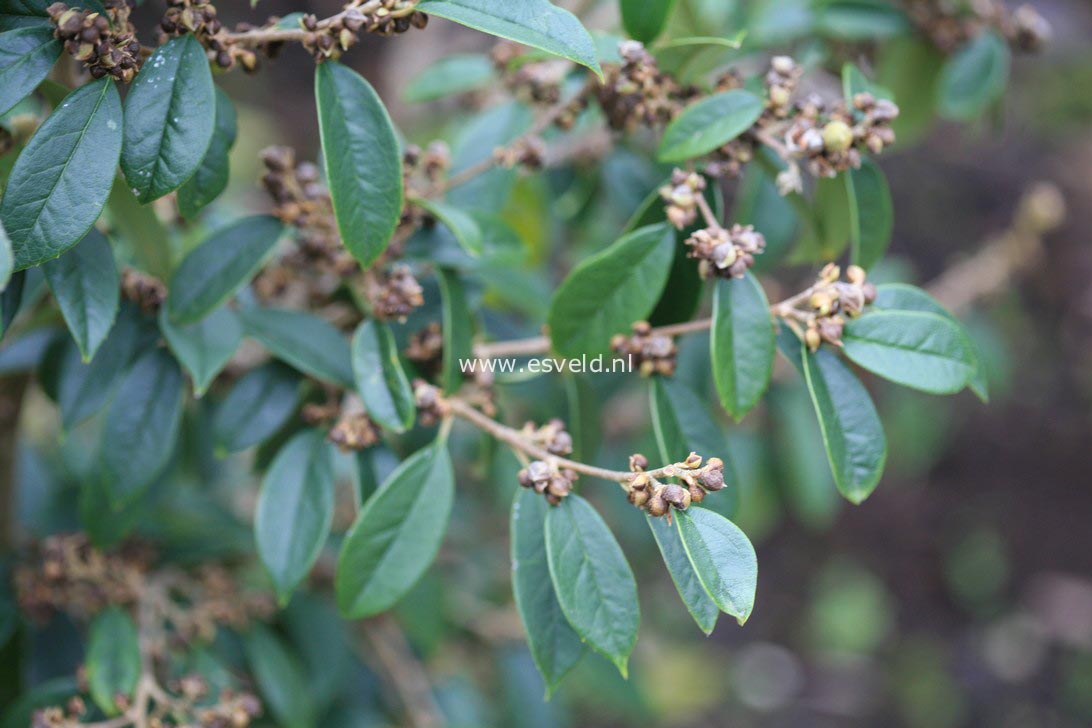 Sycopsis sinensis