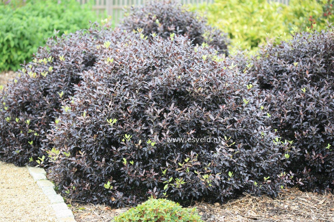 Pittosporum tenuifolium 'Tom Thumb'