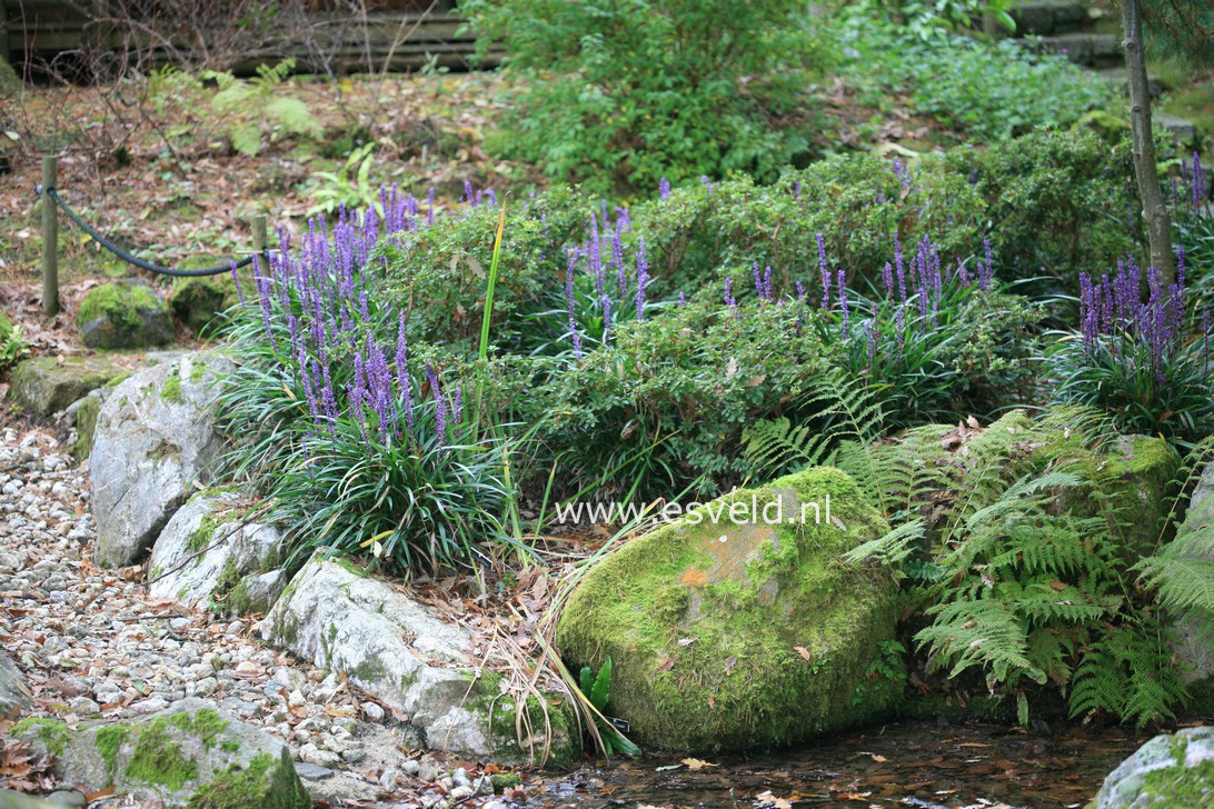 Liriope muscari 'Ingwersen'