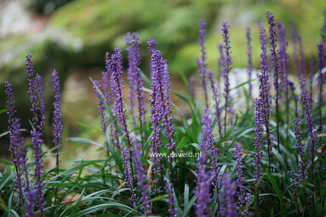 Liriope muscari 'Ingwersen'