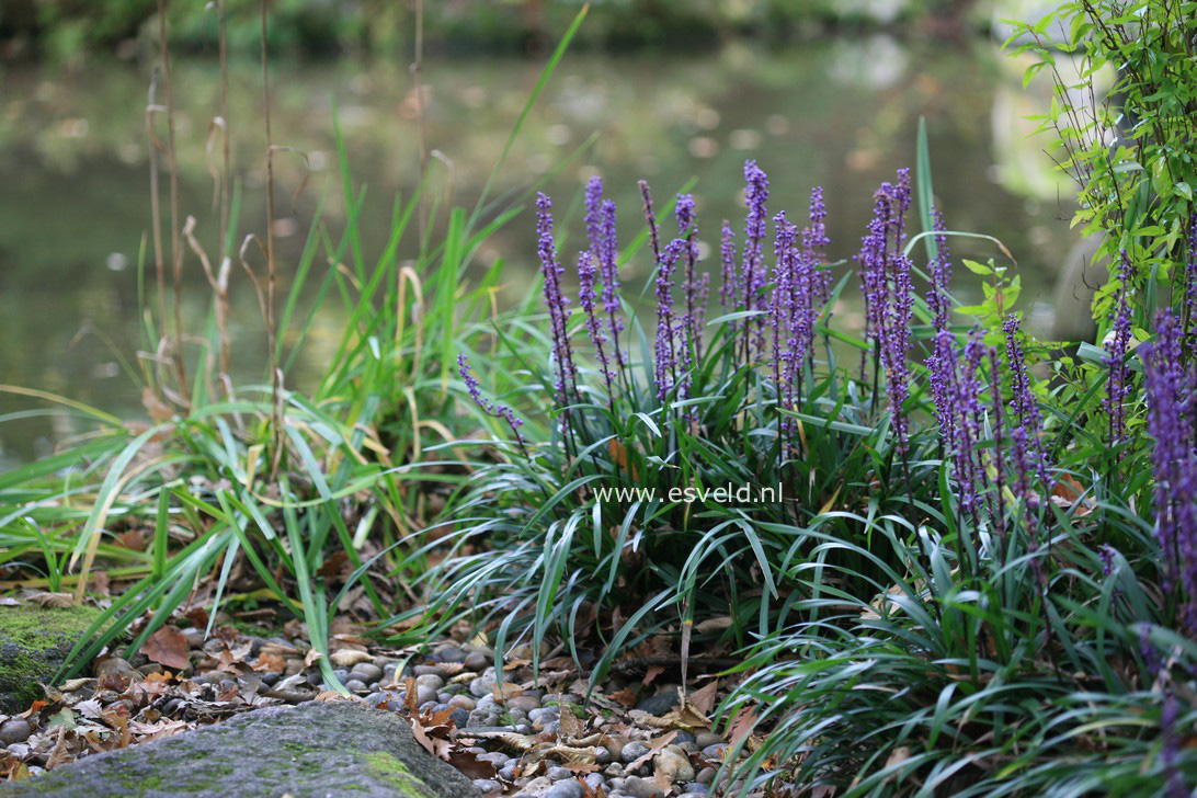 Liriope muscari 'Ingwersen'