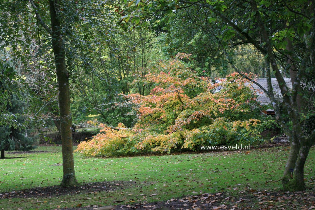 Parrotia persica 'Pendula'