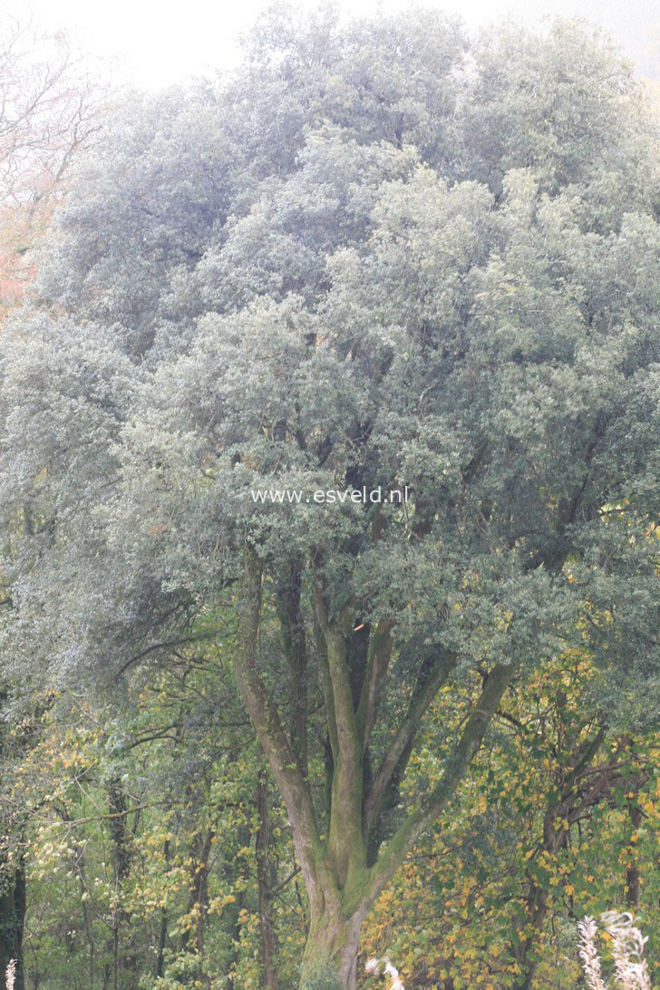 Quercus ilex