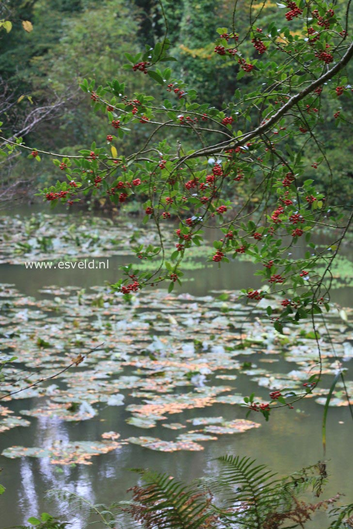 Ilex aquifolium