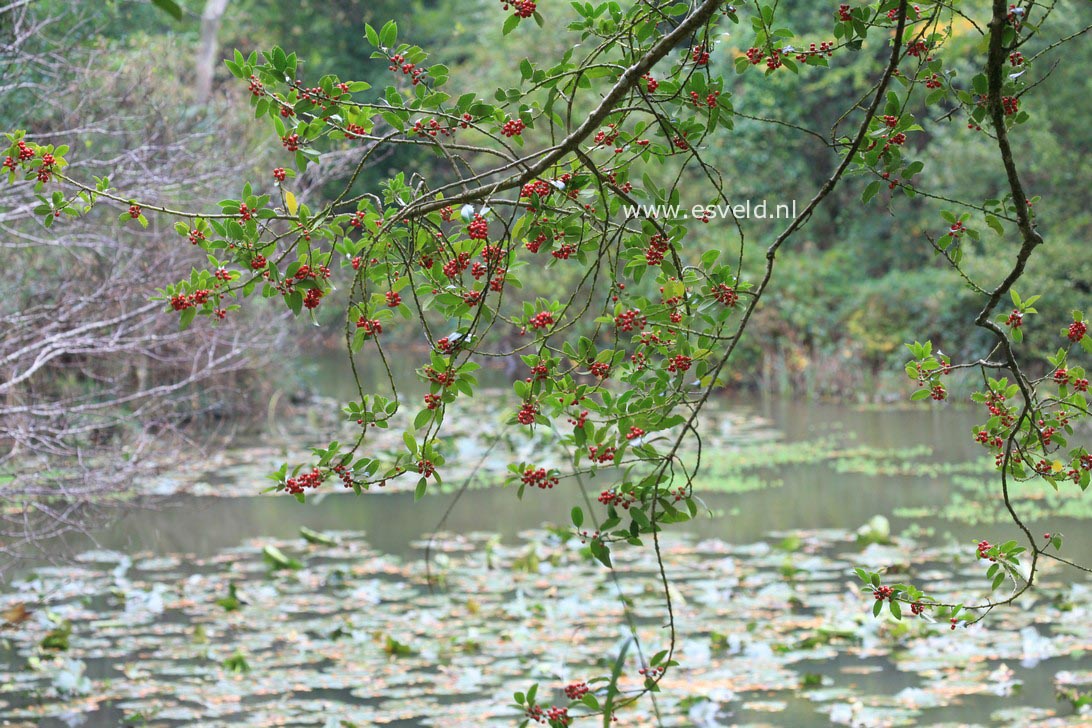 Ilex aquifolium