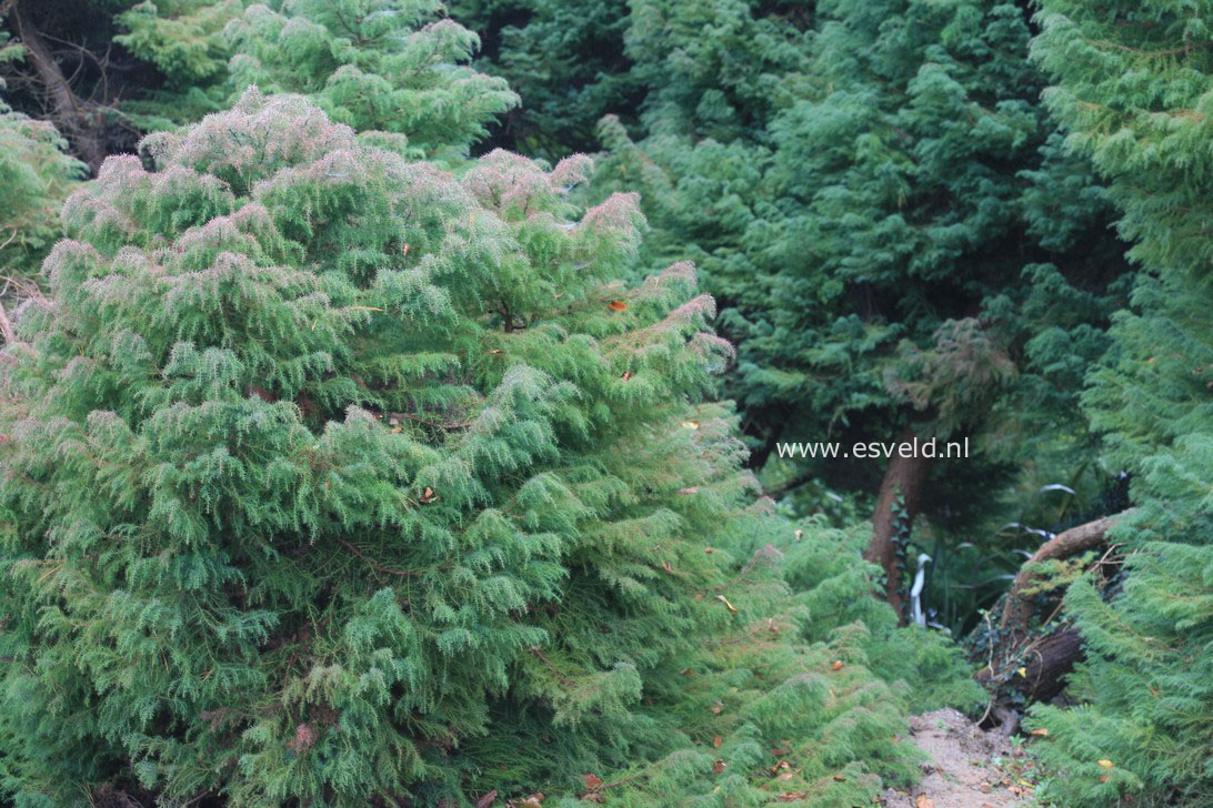 Cryptomeria japonica 'Elegans'