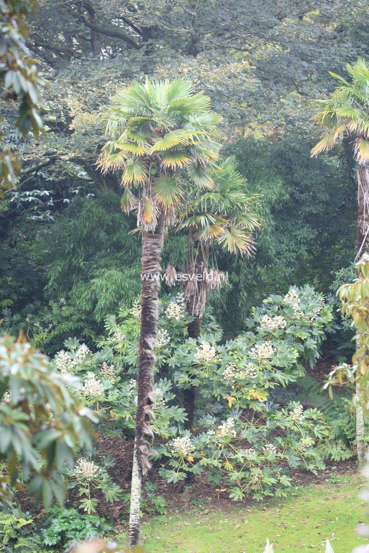 Trachycarpus fortunei