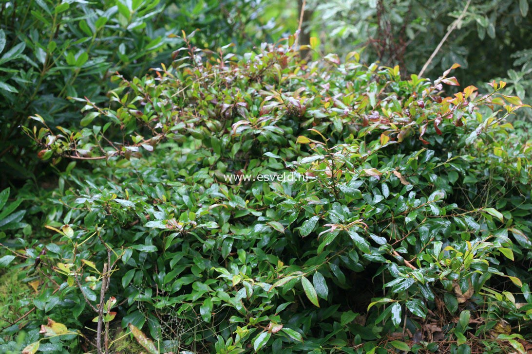 Cleyera japonica