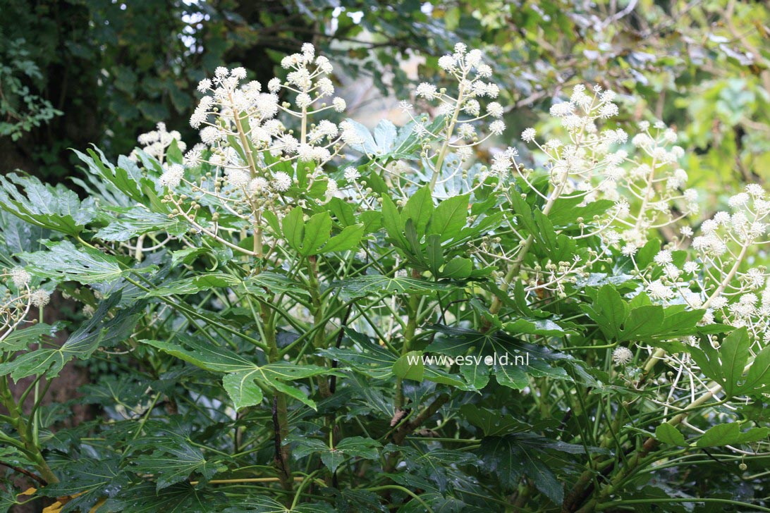 Fatsia japonica