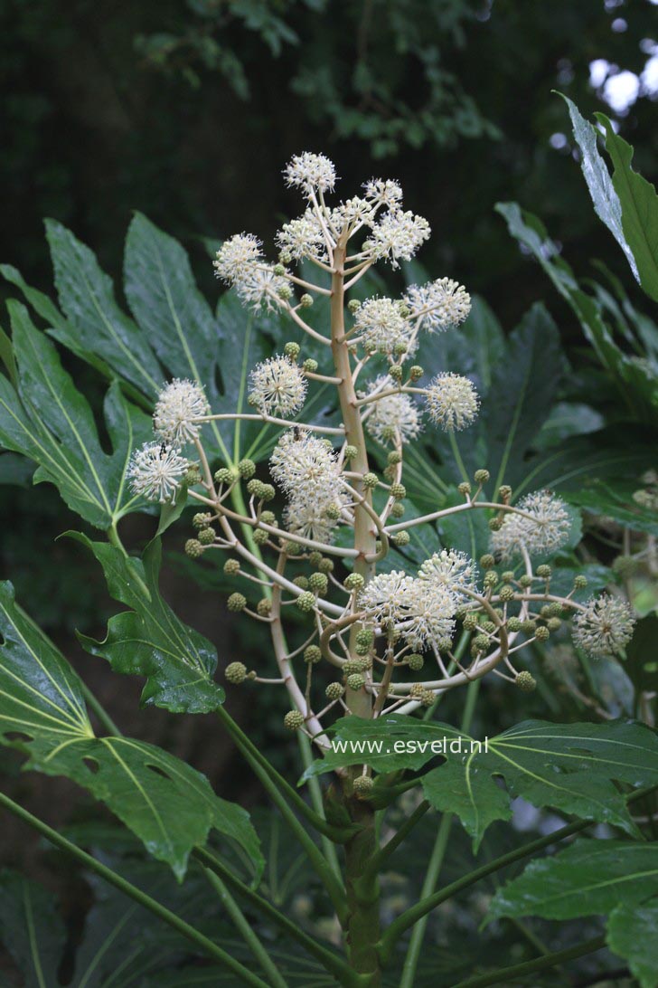 Fatsia japonica