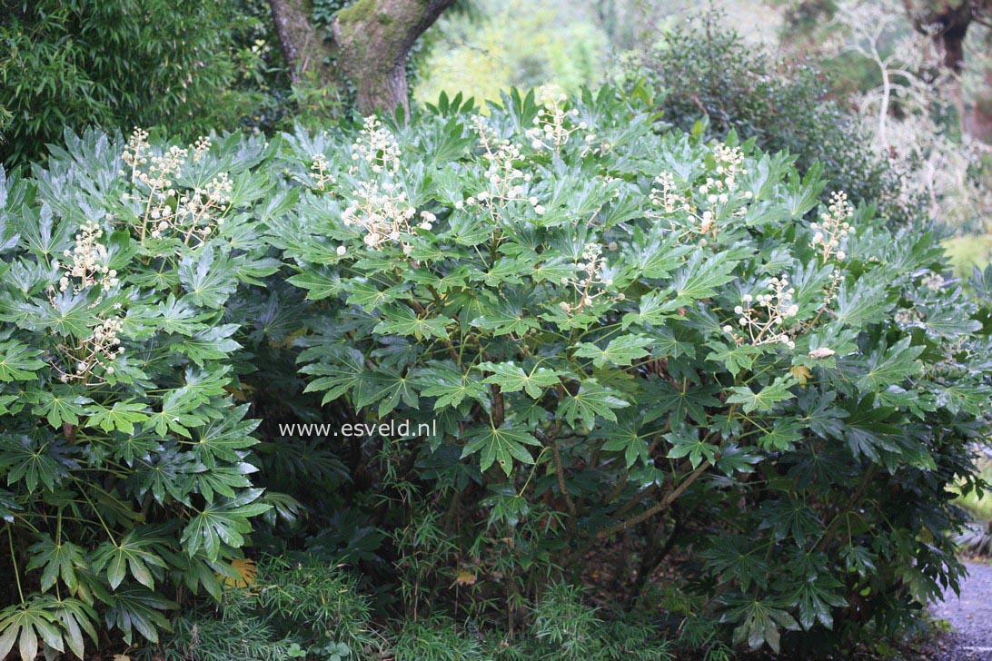 Fatsia japonica