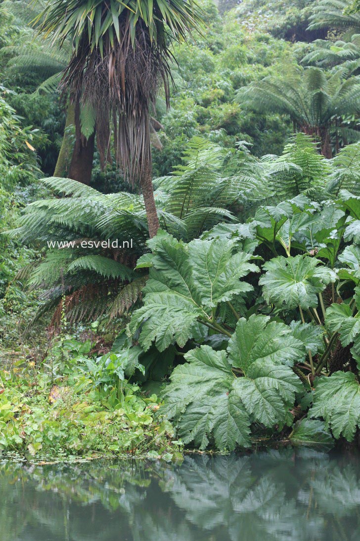 Gunnera manicata