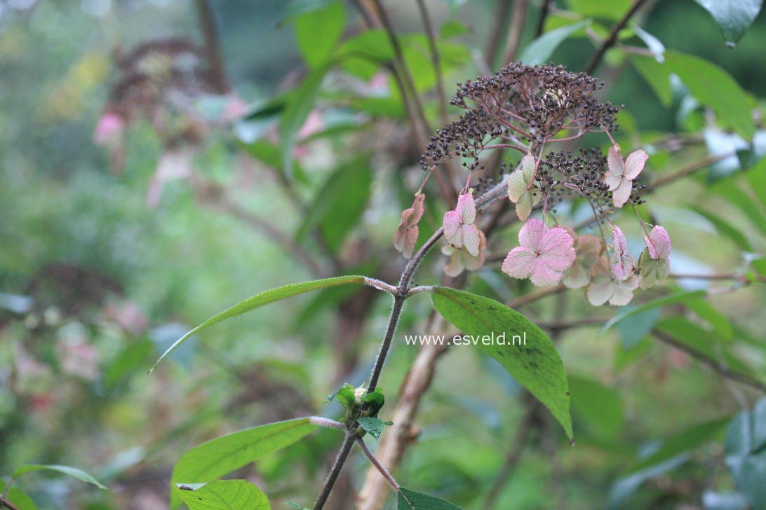 Hydrangea aspera strigosa