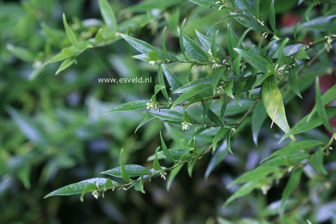 Sarcococca saligna