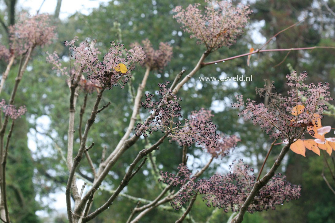 Aralia elata