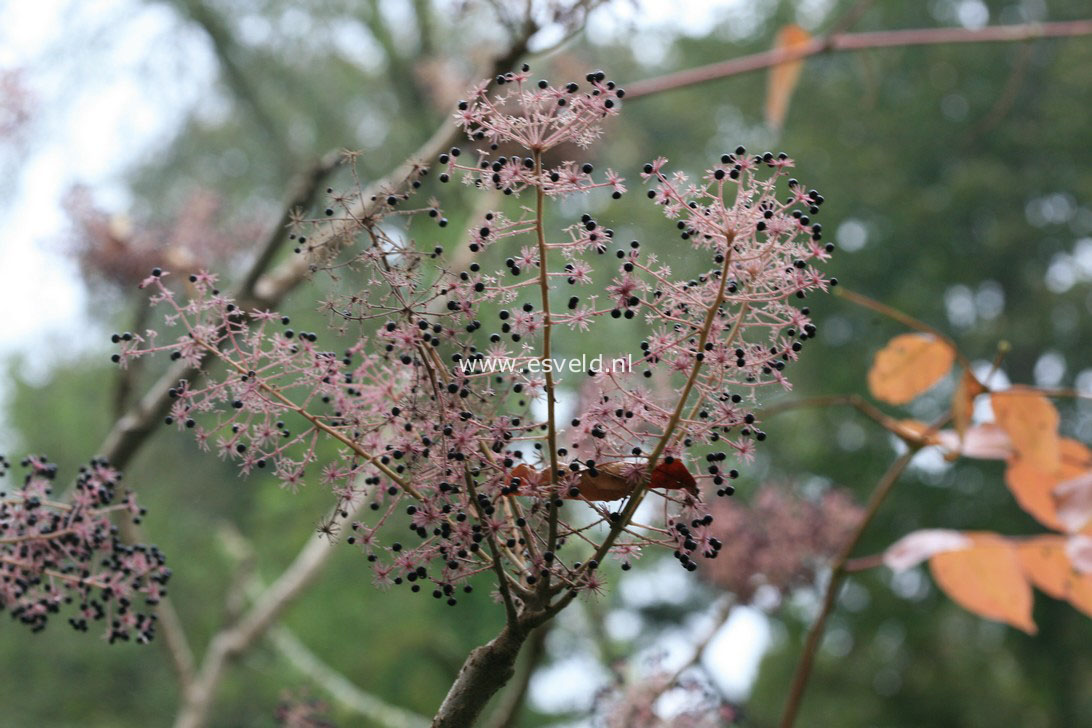 Aralia elata