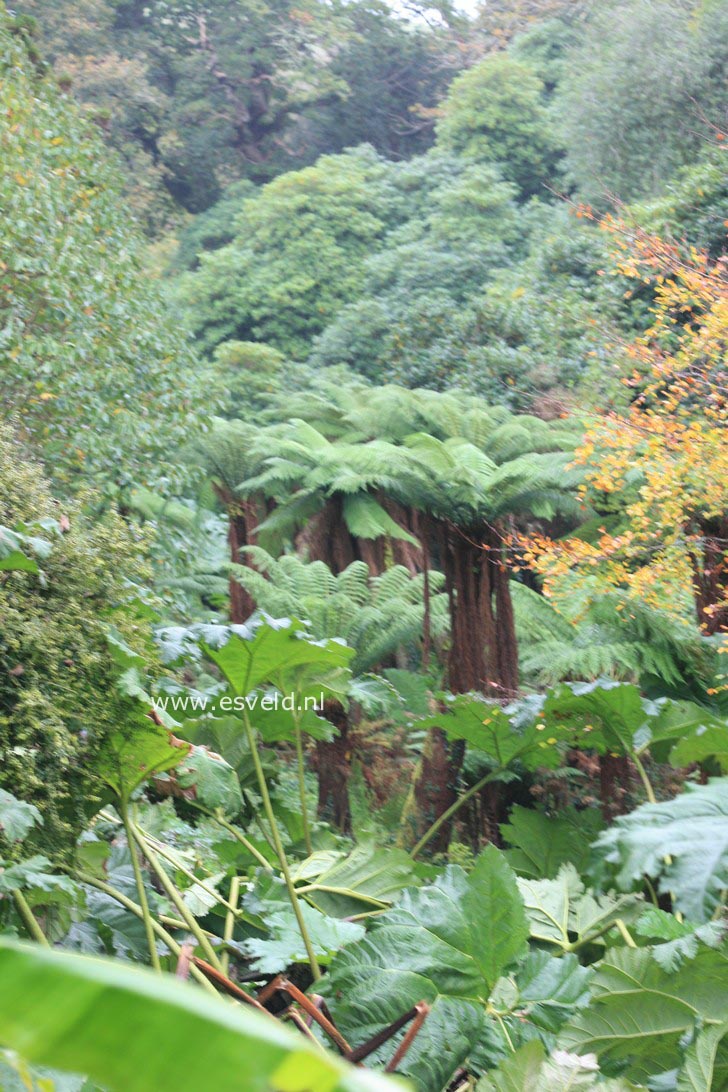 Gunnera manicata