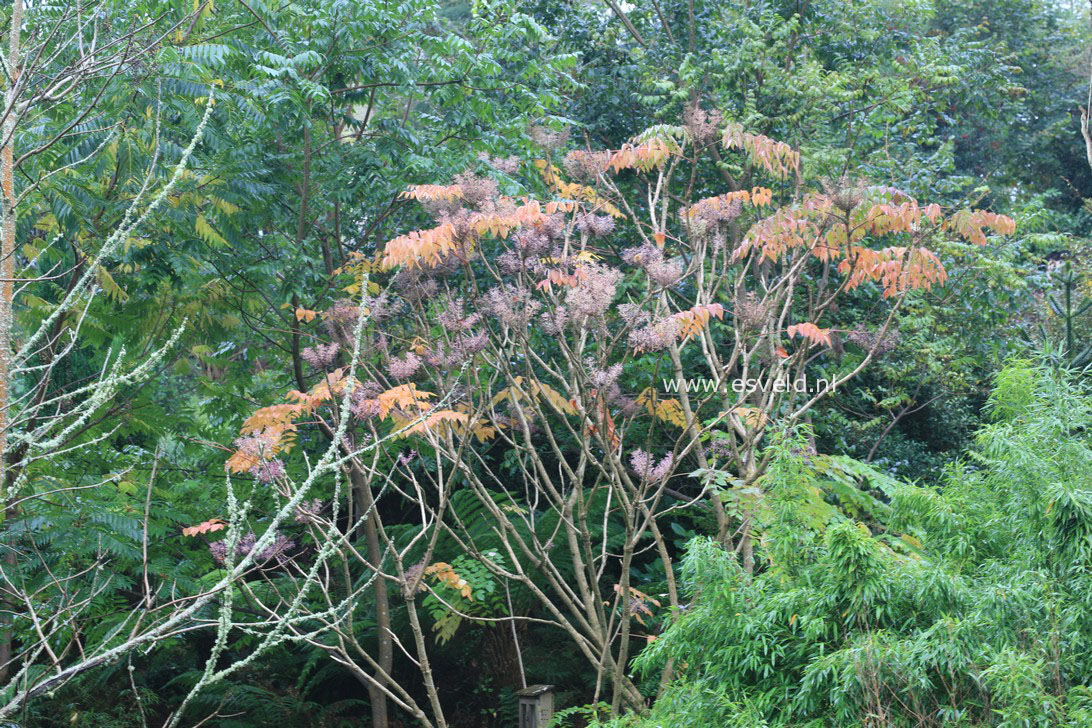 Aralia elata