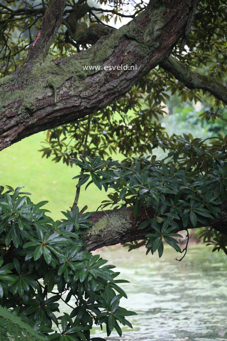 Rhododendron arboreum