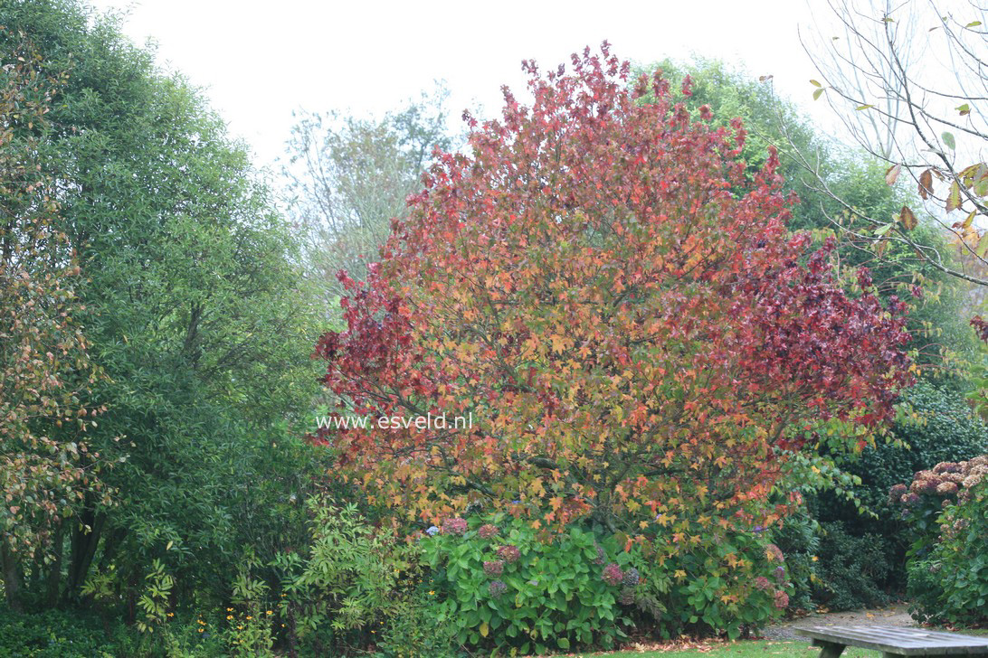 Liquidambar styraciflua