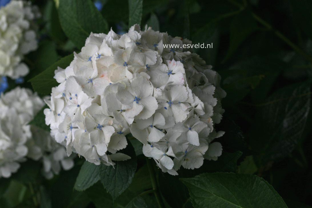 Hydrangea macrophylla 'Seascape'