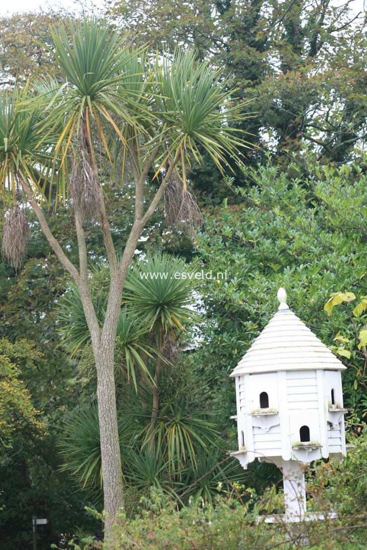 Yucca filamentosa