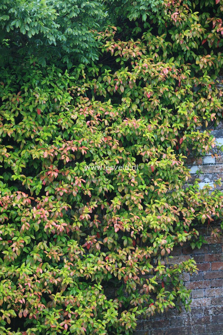 Trachelospermum jasminoides