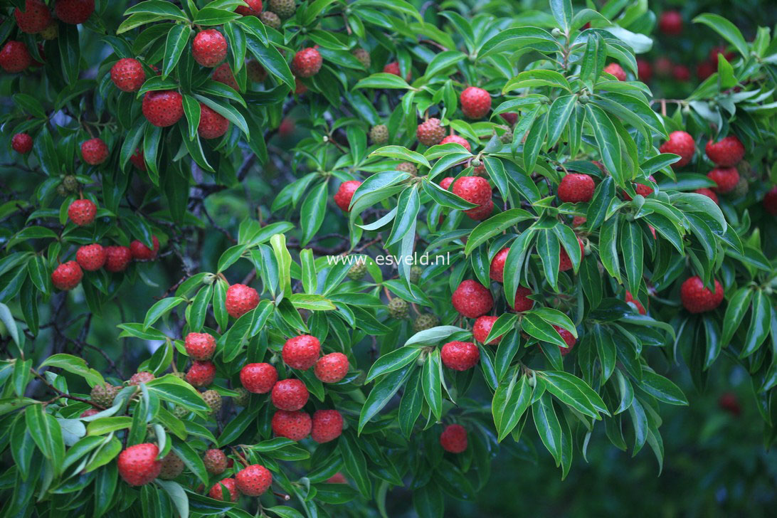 Cornus capitata