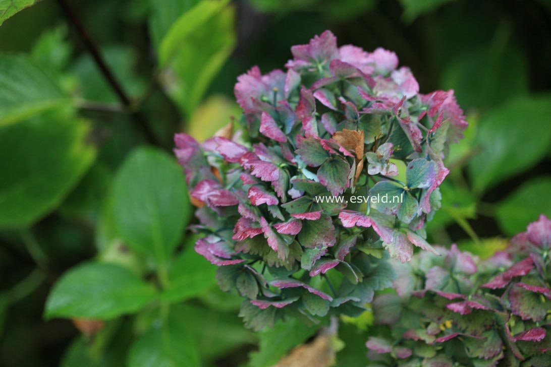  and description of Hydrangea macrophylla Nigra  www.esveld.nl