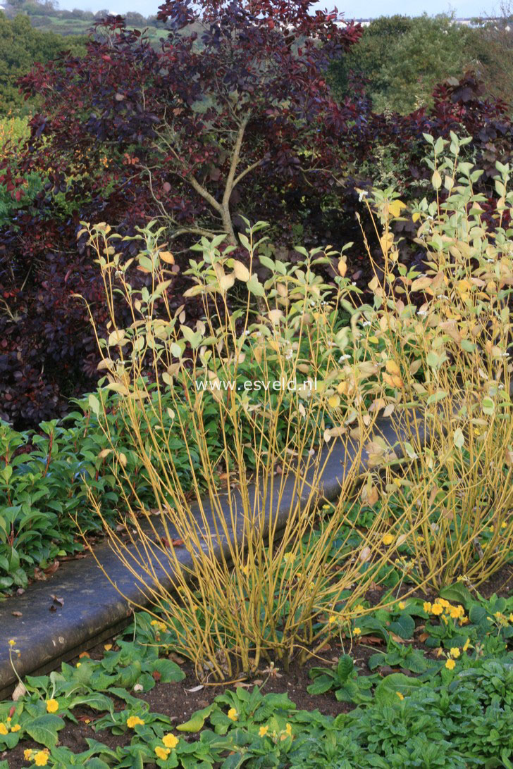 Cornus sericea 'Flaviramea'