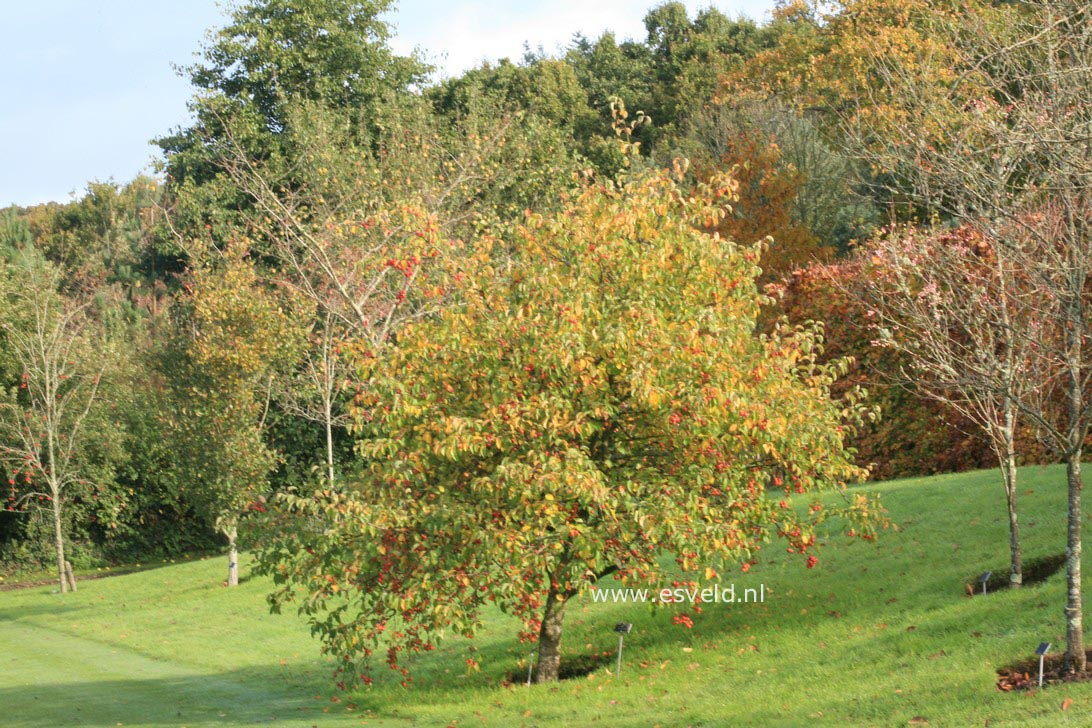 Malus 'Evereste' (PERPETU)