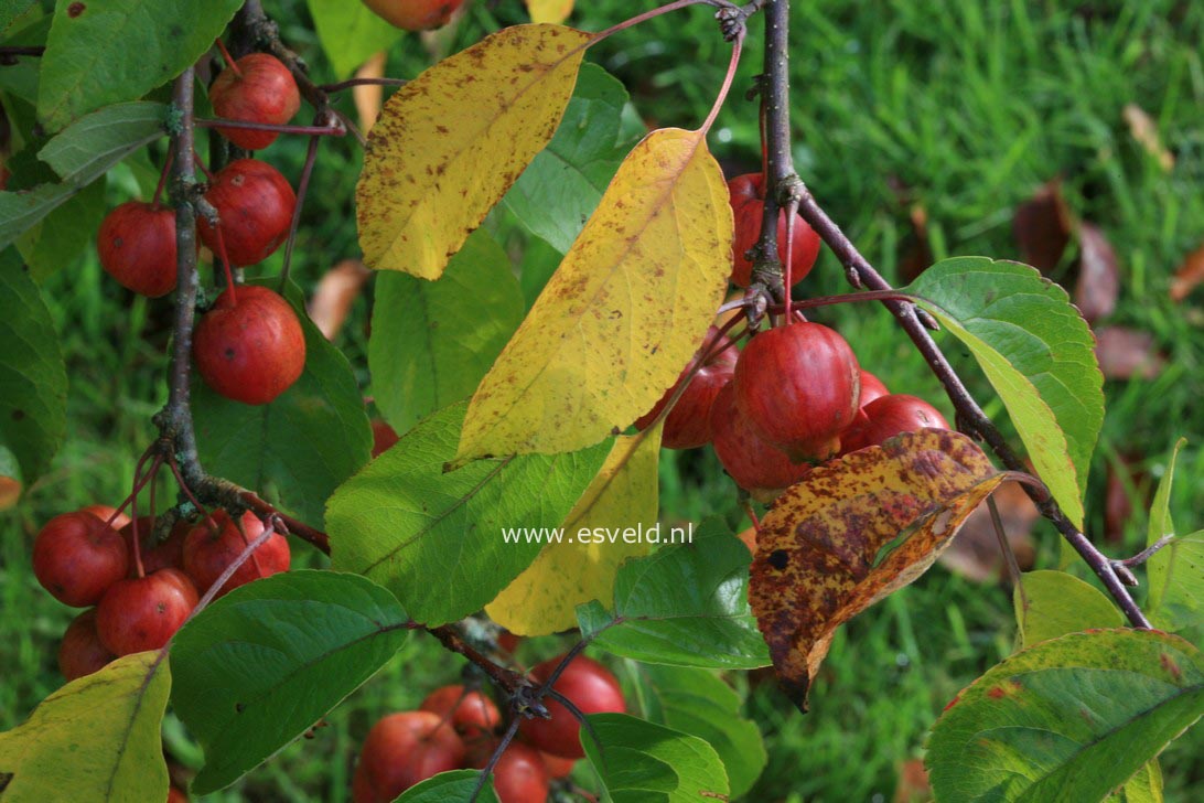 Malus 'Evereste' (PERPETU)