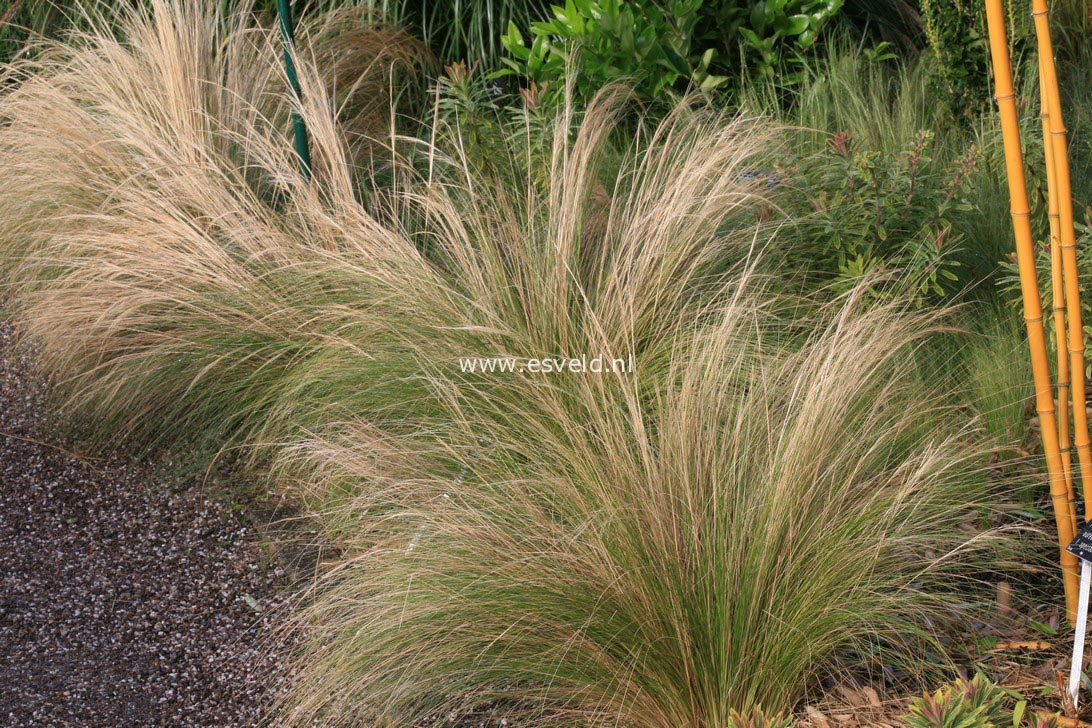 Stipa tenuifolia