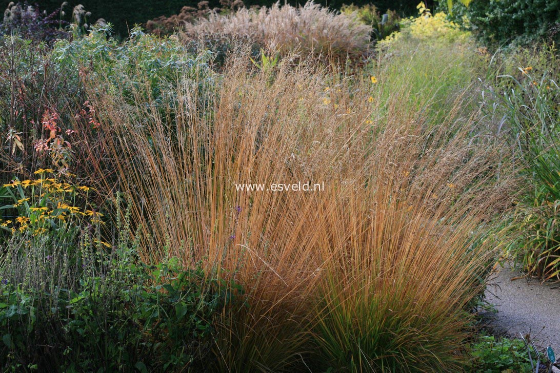 Molinia caerulea 'Heidebraut'