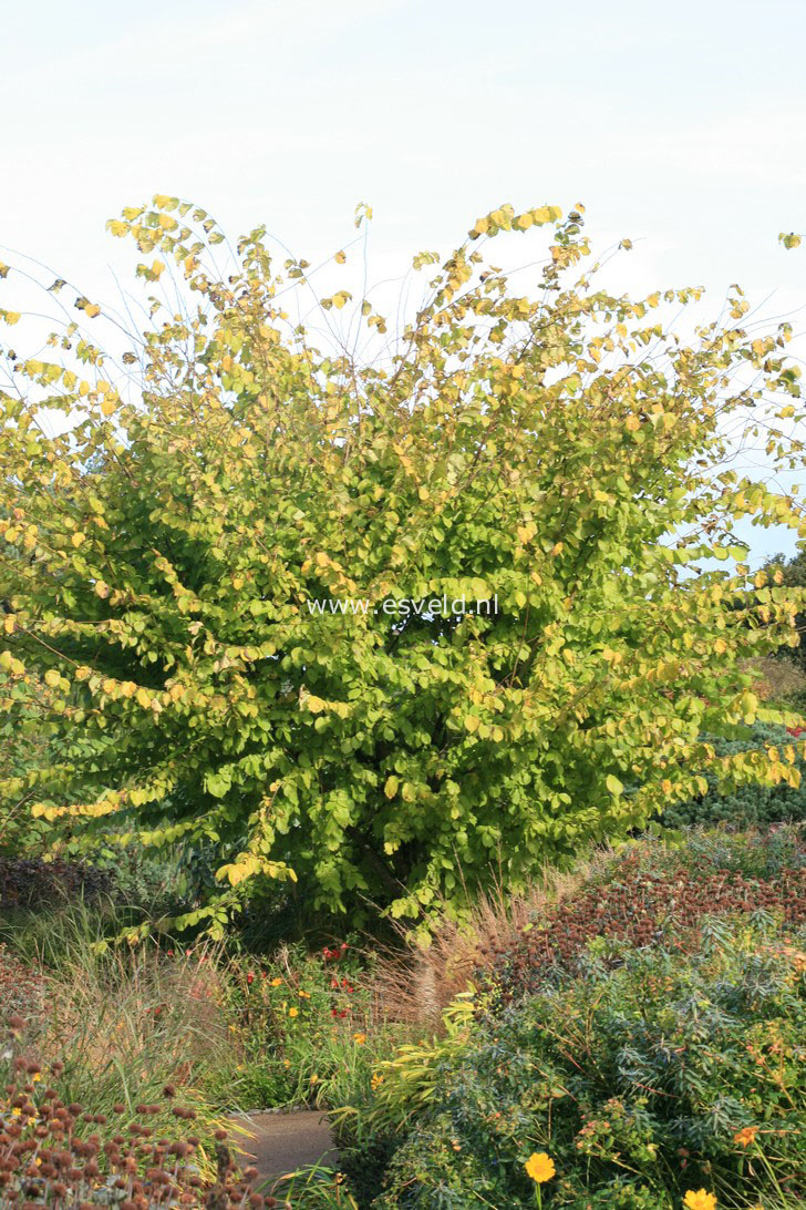 Corylus avellana 'Aurea'