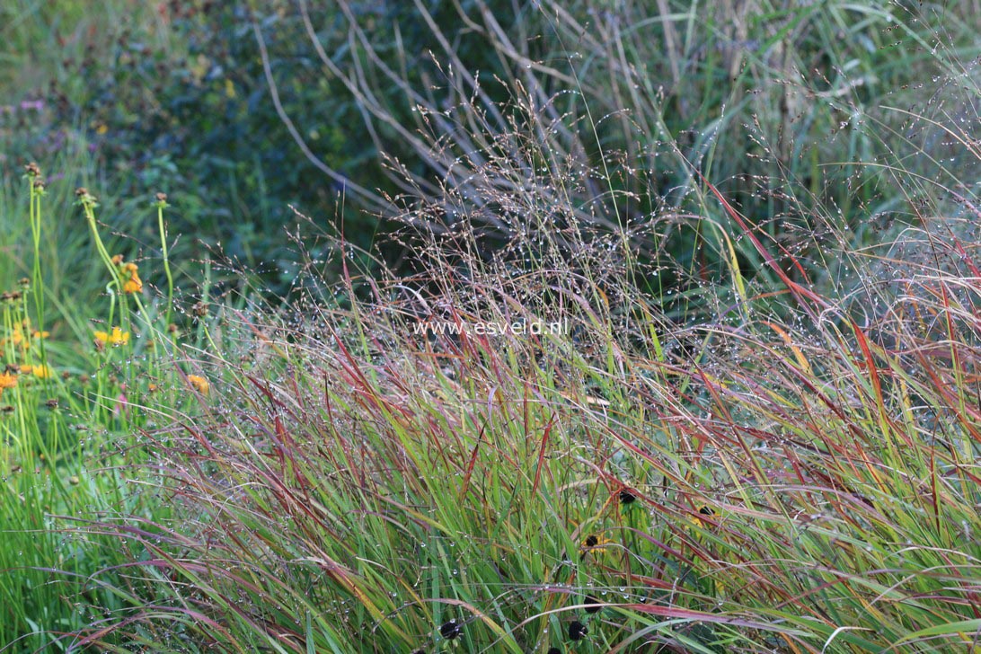 Panicum virgatum 'Rehbraun'