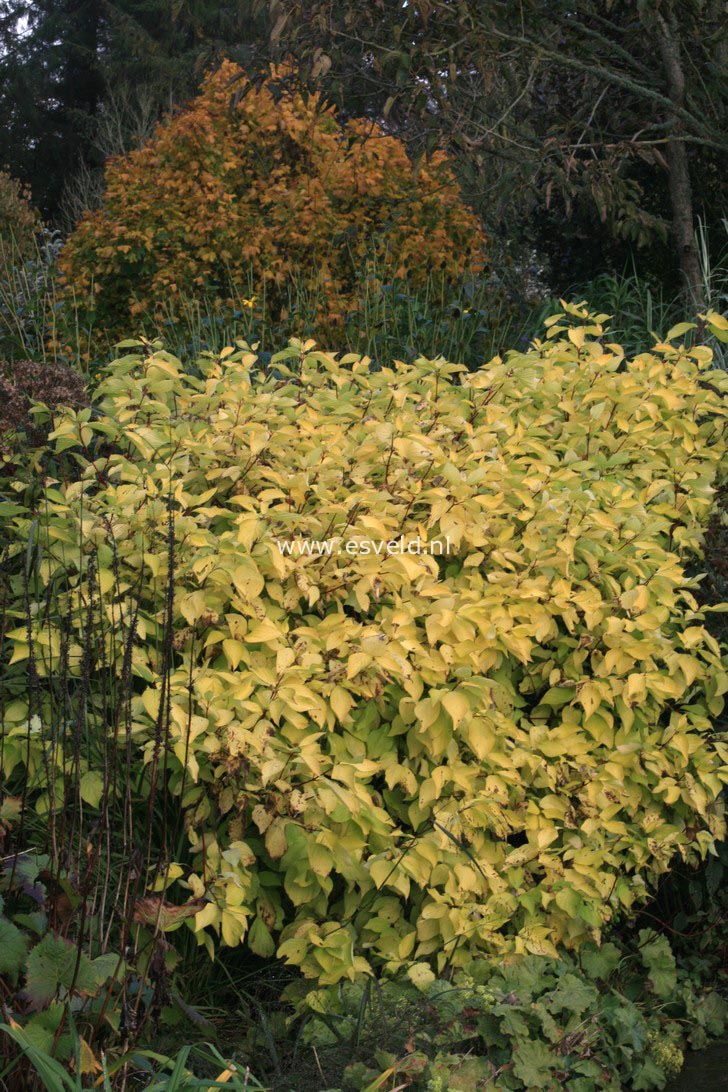 Cornus alba 'Aurea'