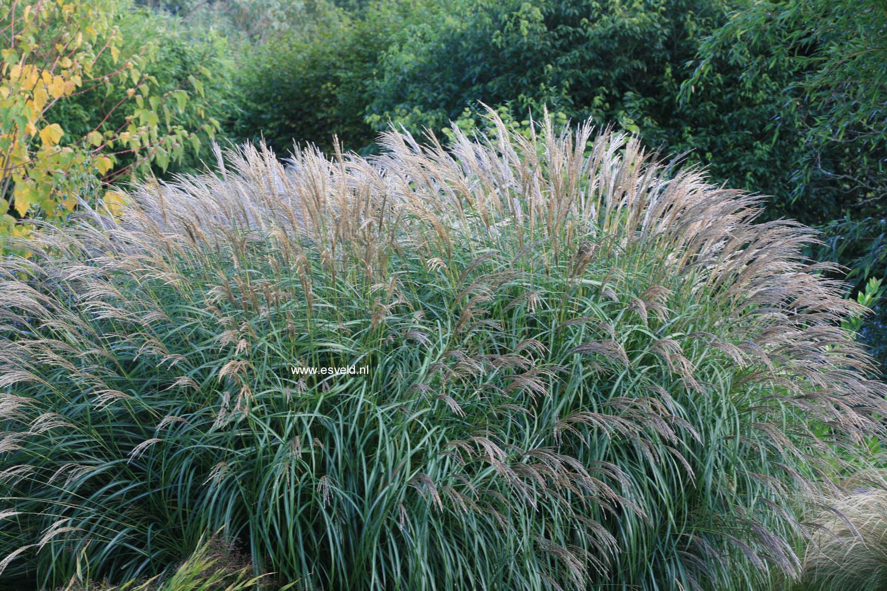 Miscanthus sinensis 'Yakushima Dwarf'