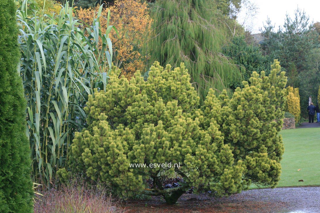 Pinus mugo 'Ophir'