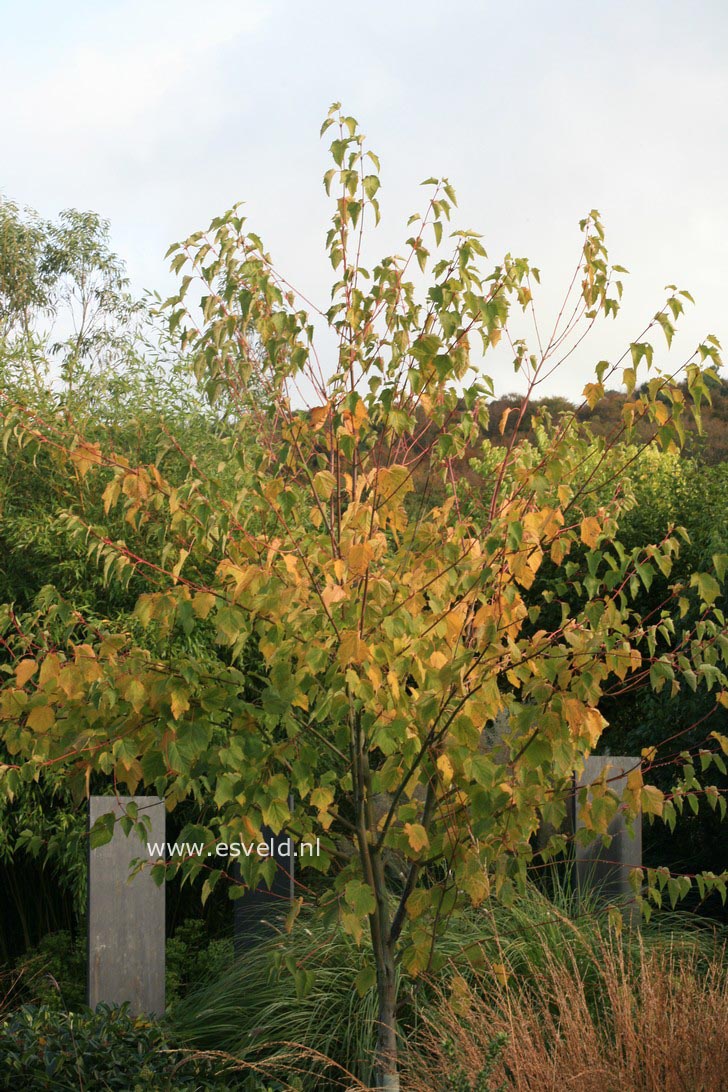 Acer tegmentosum 'White Tigress'