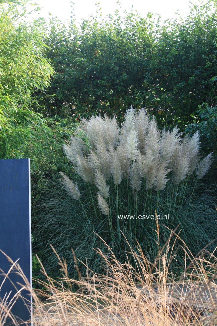 Cortaderia selloana 'Sunningdale Silver'