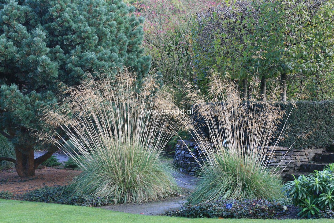 Stipa gigantea