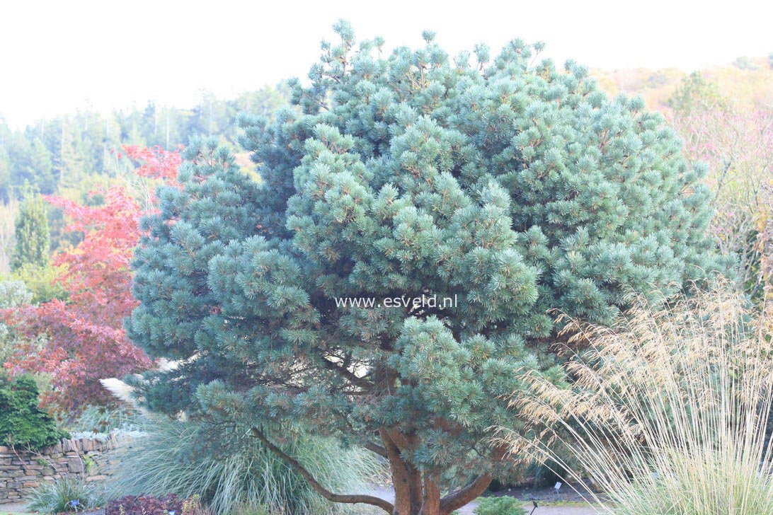 Pinus sylvestris 'Chantry Blue'