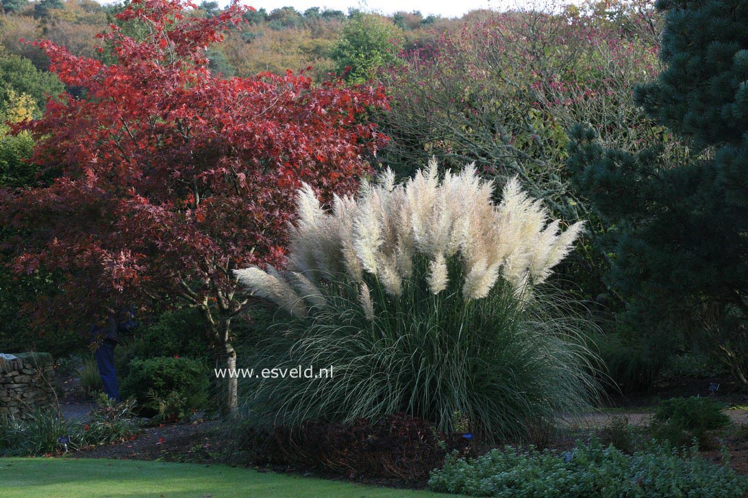 Cortaderia selloana 'Sunningdale Silver'