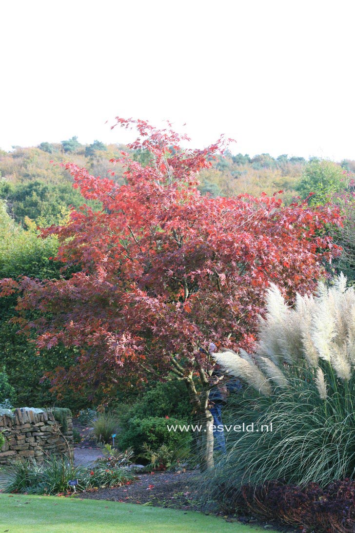 Acer palmatum 'Ohsakazuki'