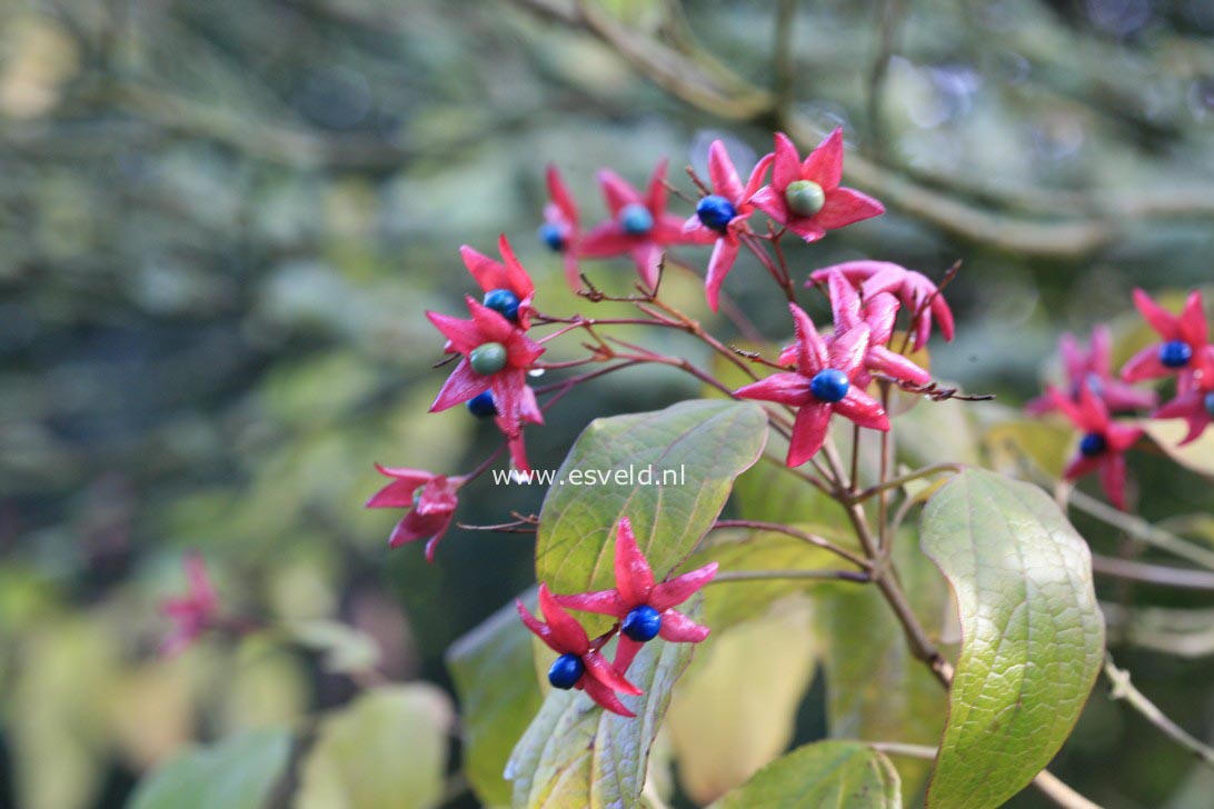 Clerodendrum trichotomum