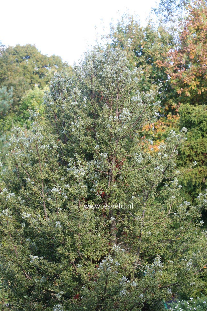 Phyllocladus trichomanoides var. alpinus