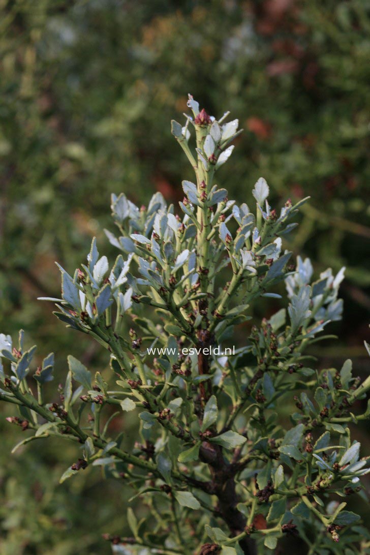 Phyllocladus trichomanoides var. alpinus